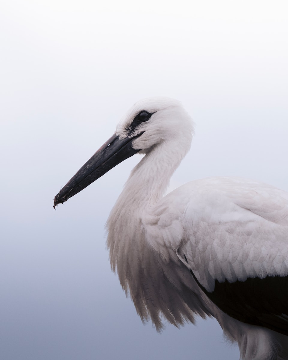 Photo by Christoph Nolte